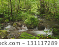 Beech forest, Oku-Daisen, Kitanizawa Stream, natural water filming location. 131117289