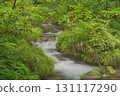 Beech forest, Oku-Daisen, Kitanizawa Stream, natural water filming location. 131117290