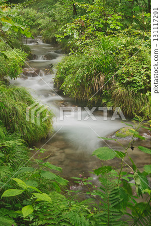 Beech forest, Oku-Daisen, Kitanizawa Stream, natural water filming location. 131117291
