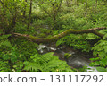 Beech forest, Oku-Daisen, Kitanizawa Stream, natural water filming location. 131117292