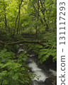 Beech forest, Oku-Daisen, Kitanizawa Stream, natural water filming location. 131117293