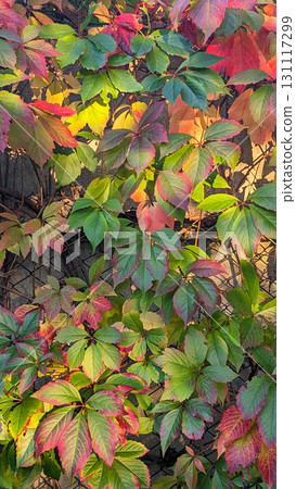 Vibrant Foliage of Virginia Creeper 131117299