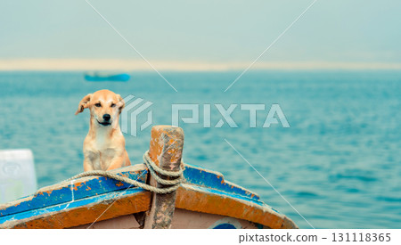 A dog is sitting on a boat in the ocean, The dog is looking at the camera and he is enjoying the view. A dog is sitting on a boat in the ocean, The dog is looking at the camera and he is enjoying the view. 131118365