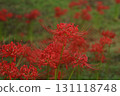 Beautifully blooming red spider lilies (Sakura no Sato) Beautifully blooming red spider lilies (Sakura no Sato) 131118748