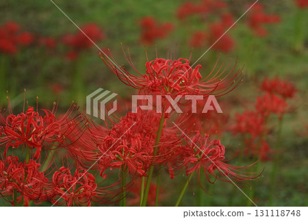 Beautifully blooming red spider lilies (Sakura no Sato) Beautifully blooming red spider lilies (Sakura no Sato) 131118748