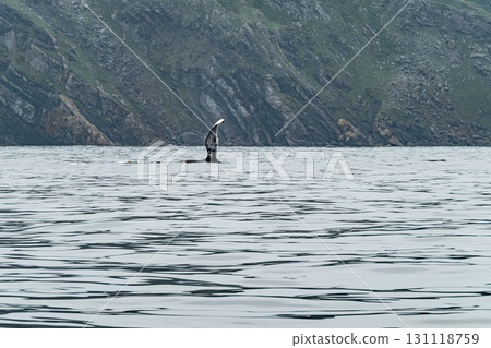 Humpback Whale, Megaptera novaeangliae, showing his fins and in Donegal Bay, Ireland Humpback Whale, Megaptera novaeangliae, showing his fins and in Donegal Bay, Ireland 131118759