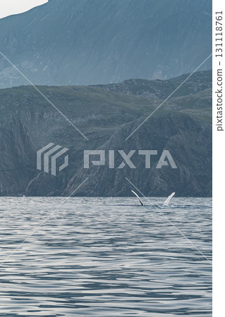 Humpback Whale, Megaptera novaeangliae, showing his fins and in Donegal Bay, Ireland 131118761