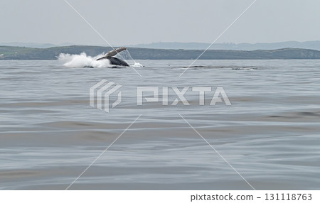 Humpback Whale, Megaptera novaeangliae, breaching in Donegal Bay, Ireland 131118763