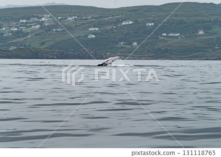 Humpback Whale, Megaptera novaeangliae, showing his fins and fluke in Donegal Bay, Ireland Humpback Whale, Megaptera novaeangliae, showing his fins and fluke in Donegal Bay, Ireland 131118765