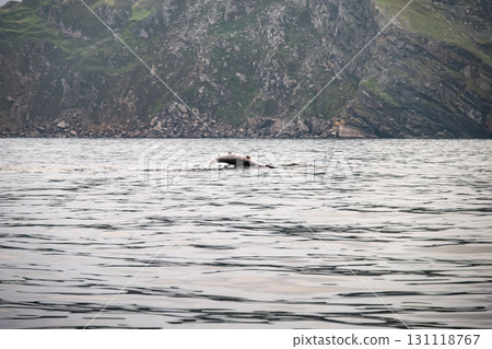Humpback Whale, Megaptera novaeangliae, flipper flapping in Donegal Bay, Ireland Humpback Whale, Megaptera novaeangliae, flipper flapping in Donegal Bay, Ireland 131118767