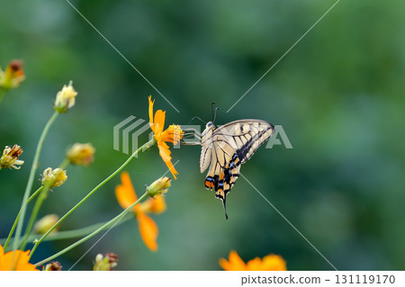 一隻鵪鶉 131119170