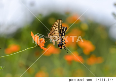 A quail A quail 131119177