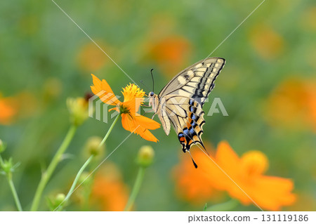 一隻鵪鶉 一隻鵪鶉 131119186