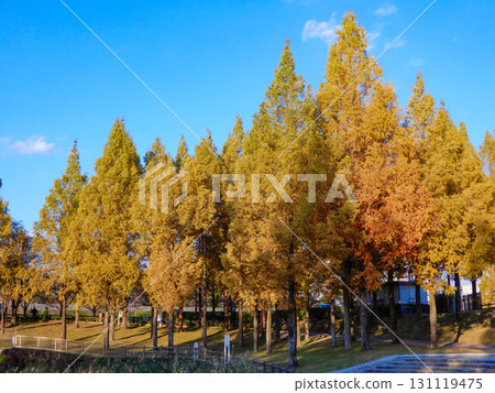 公園裡的水杉，初冬的色彩，藍天 131119475
