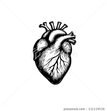 Detailed black and white anatomical heart illustration for medical and health concepts Detailed black and white anatomical heart illustration for medical and health concepts 131119539