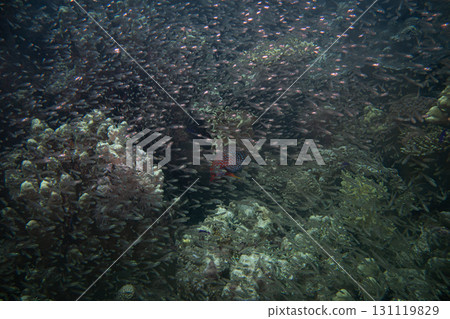 A swarm of tiny glass fish at a Red Sea tropical coral reef. Picture from Makdi Bay, Hurghada, Egypt A swarm of tiny glass fish at a Red Sea tropical coral reef. Picture from Makdi Bay, Hurghada, Egypt 131119829