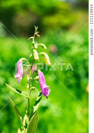 洋地黃 洋地黃 131119914