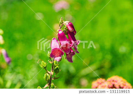 洋地黃 洋地黃 131119915