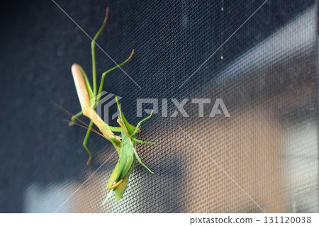 Insects: A battle between a praying mantis and a grasshopper Insects: A battle between a praying mantis and a grasshopper 131120038