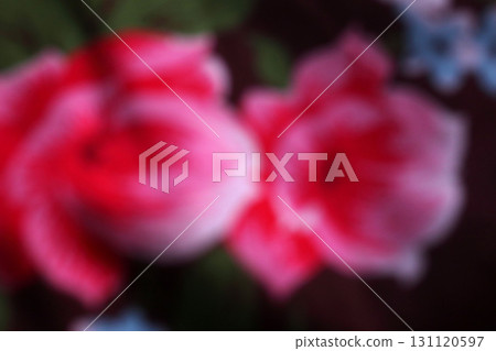 A blurred image of red roses on a black. 131120597