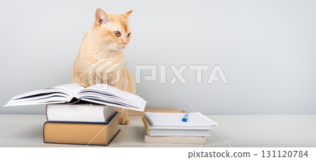 Burmese cat reading book at table - smart pet with books against blue wall with copy space 131120784