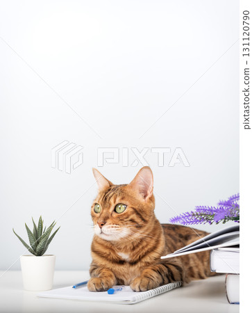 Bengal cat with a book and notebook on the table - pet and study. 131120790