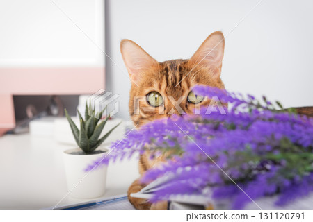 A playful Bengal cat peeks out from behind a lavender branch. 131120791