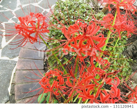 紅蜘蛛百合在花壇裡成群生長 131120941