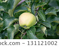 未成熟的蘋果 131121002