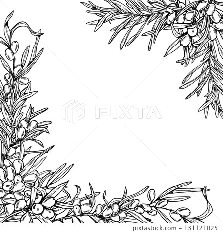 Baltic seaberries vector square frame with copy space for text. Monochrome sea buckthorn berries on branch with leaves outline drawing. Sand thorn frame for fall invitations, drink or food labels 131121025