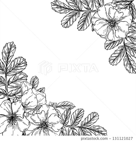 Rosehip flower heads with leaves monochrome vector square frame with blank space. Blooming wild dog rose outline drawing. Floral template for herbal packaging, tea label, invitation. greeting card Rosehip flower heads with leaves monochrome vector square frame with blank space. Blooming wild dog rose outline drawing. Floral template for herbal packaging, tea label, invitation. greeting card 131121027