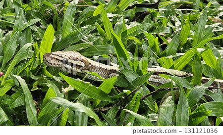 Ball Python 131121036