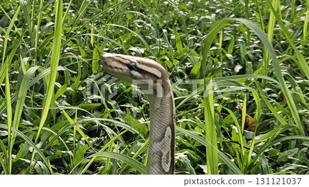 A stunning Ball Python with a beautiful patterned skin glides through lush green grass, showcasing its alert and graceful posture in its natural environment 131121037