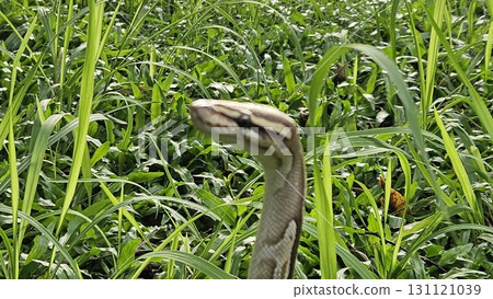 A stunning Ball Python with a beautiful patterned skin glides through lush green grass, showcasing its alert and graceful posture in its natural environment A stunning Ball Python with a beautiful patterned skin glides through lush green grass, showcasing its alert and graceful posture in its natural environment 131121039