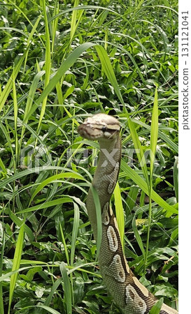 A stunning Ball Python with a beautiful patterned skin glides through lush green grass, showcasing its alert and graceful posture in its natural environment 131121041