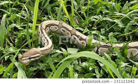 A stunning Ball Python with a beautiful patterned skin glides through lush green grass, showcasing its alert and graceful posture in its natural environment 131121042
