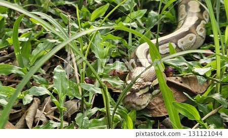 A stunning Ball Python with a beautiful patterned skin glides through lush green grass, showcasing its alert and graceful posture in its natural environment A stunning Ball Python with a beautiful patterned skin glides through lush green grass, showcasing its alert and graceful posture in its natural environment 131121044