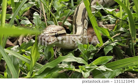 A stunning Ball Python with a beautiful patterned skin glides through lush green grass, showcasing its alert and graceful posture in its natural environment 131121045