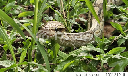 A stunning Ball Python with a beautiful patterned skin glides through lush green grass, showcasing its alert and graceful posture in its natural environment A stunning Ball Python with a beautiful patterned skin glides through lush green grass, showcasing its alert and graceful posture in its natural environment 131121046