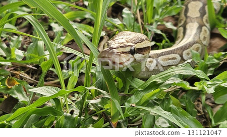 A stunning Ball Python with a beautiful patterned skin glides through lush green grass, showcasing its alert and graceful posture in its natural environment 131121047