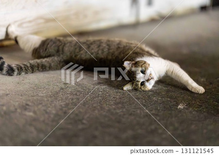Stray cat Stray cat 131121545