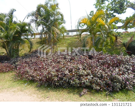 A Tropical Garden with Palms and Purple Foliage Near a Highway Overpass A Tropical Garden with Palms and Purple Foliage Near a Highway Overpass 131121721