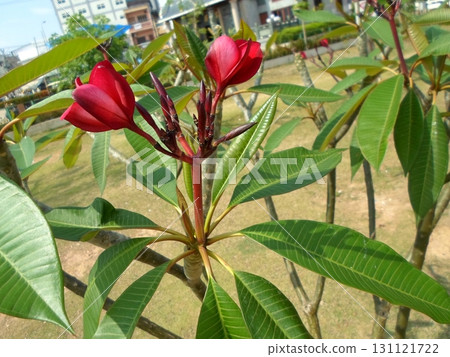 A Tree with Vibrant Red Blossoms and Lush Green Leaves in a Sunny Park Setting A Tree with Vibrant Red Blossoms and Lush Green Leaves in a Sunny Park Setting 131121722