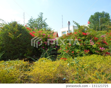 Vibrant Bougainvillea Haven with Lush Greenery and Distant Rooftops Under Clear Sky 131121725