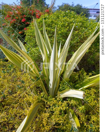 Striking Variegated Yucca Plant Amidst Lush Garden with Bougainvillea in Background Striking Variegated Yucca Plant Amidst Lush Garden with Bougainvillea in Background 131121727