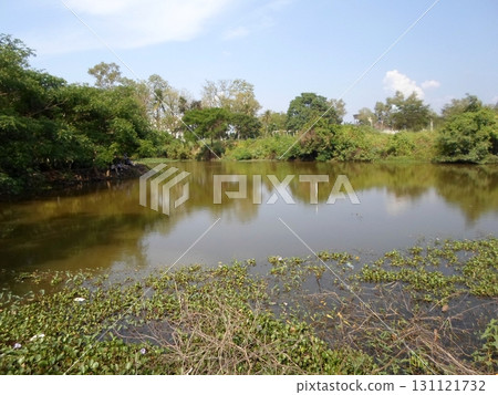 Tranquil Lake Surrounded by Dense Greenery and Water Plants Under a Clear Blue Sky Tranquil Lake Surrounded by Dense Greenery and Water Plants Under a Clear Blue Sky 131121732