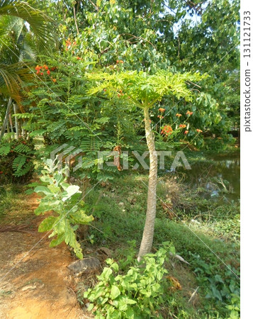Unique Succulent Plant with Lakeside View Amidst Tropical Greenery and Red Flowers 131121733