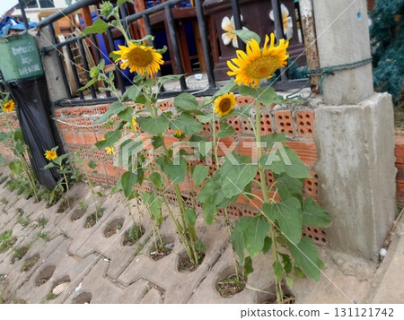 Vibrant Sunflowers Blooming by a Brick Wall with Perforated Pavement in Garden 131121742
