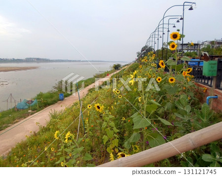 Sunflower Lined Riverside Path with Lush Greenery and Sandy Banks Under Overcast Sky Sunflower Lined Riverside Path with Lush Greenery and Sandy Banks Under Overcast Sky 131121745