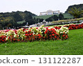 Beautiful colorful flowers bloom in Vienna's gardens 131122287